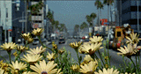 Flowers over Time